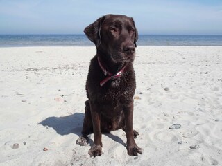 Hunde willkommen