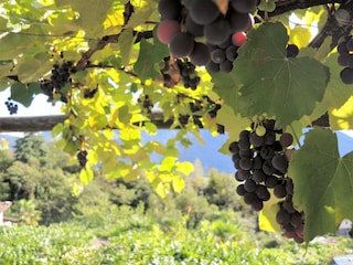 Ferienhaus Ascona Umgebung 34