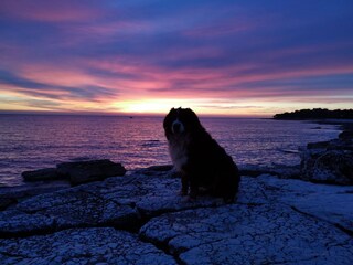 Casa per le vacanze Vodnjan Ambiente 38