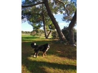 Casa per le vacanze Vodnjan Ambiente 40