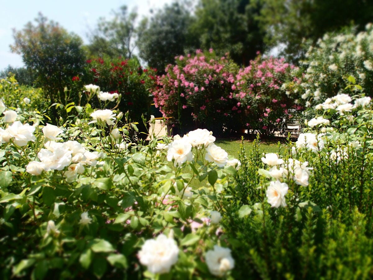 Orleander, Rosen und frische Kräuter