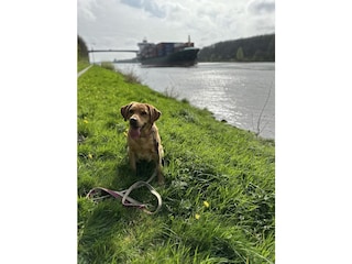 Auch Hunde lieben den Nord-Ostsee-Kanal