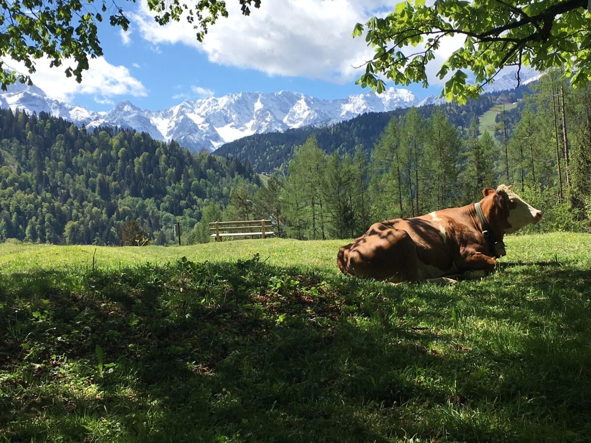 Ferienwohnung Luis, GarmischPartenkirchen, Familie Babs und Didi Häfner