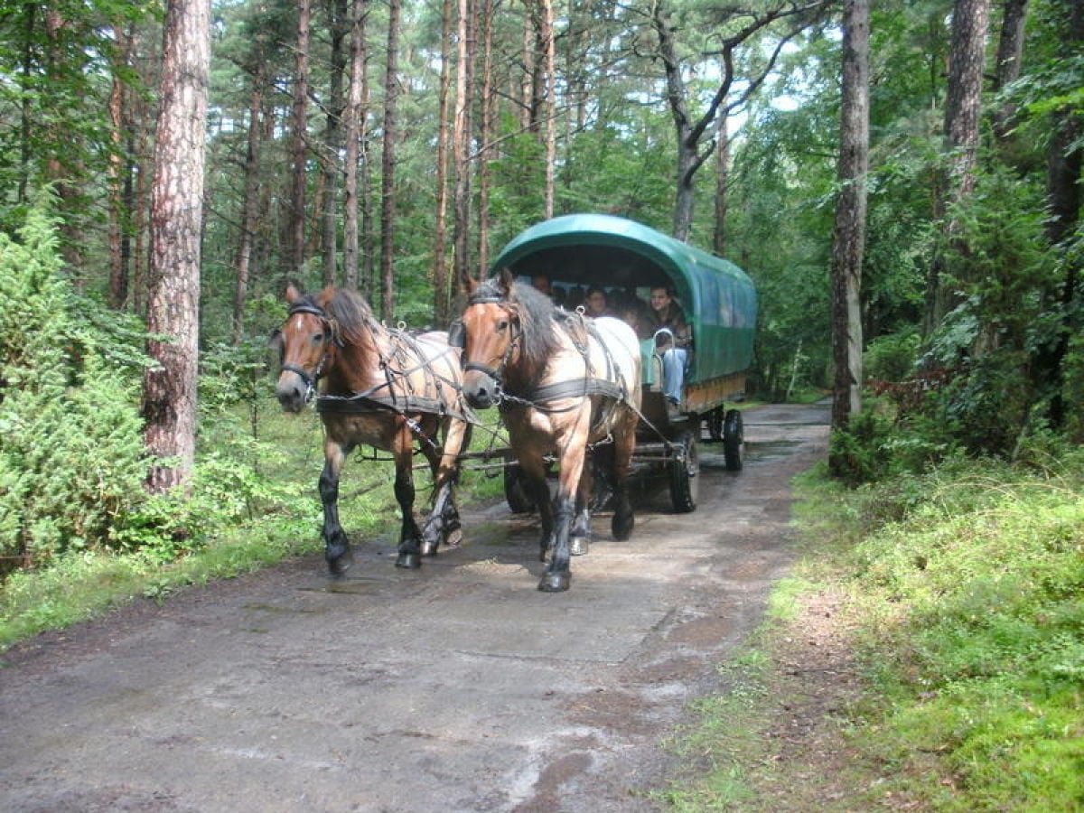 Kutschfahrt durch den Darßer Urwald