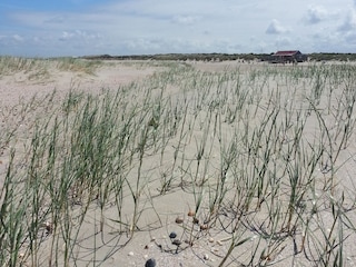 Stranddünen