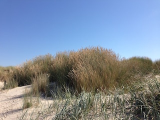 Die Dünen in Renesse