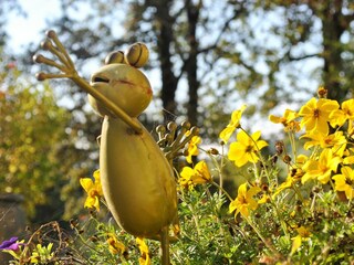 Unser Frosch im Garten
