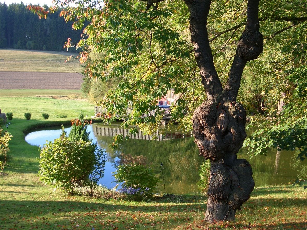 Launen der Natur am Wanderweg