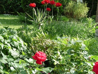 Der Garten im Frühsommer