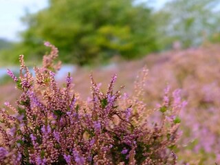 Ferienhaus Silkeborg  24