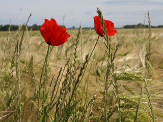 Vakantiehuis Rerik Omgeving 20
