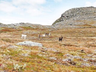 Maison de vacances Rennebu  48