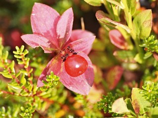 Holiday house Rennebu  42