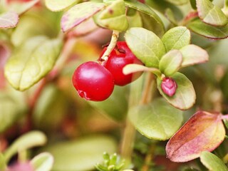 Casa de vacaciones Rennebu  50