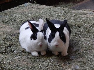 Hobbit und Rocky unsere Hasen