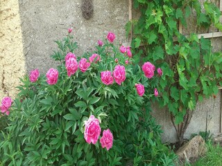 Bungalow Klein Strömkendorf  36