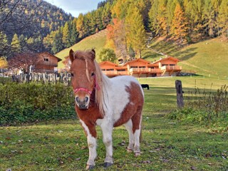 Chalet Mühlbach in Südtirol Buitenaudio-opname 9