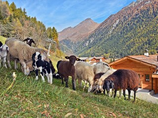 Chalet Mühlbach in Südtirol Buitenaudio-opname 10