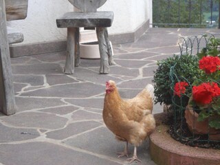 Appartamento per vacanze Villanders Registrazione all'aperto 3