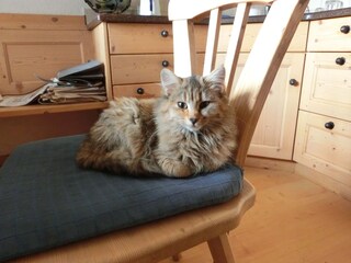 Appartamento per vacanze Villanders Caratteristiche 17