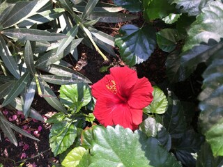 Appartamento per vacanze Cala Santanyí Registrazione all'aperto 9