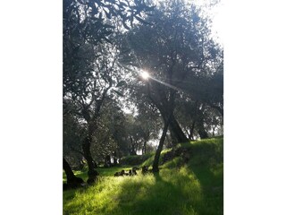 Appartamento per vacanze Dolcedo Caratteristiche 18