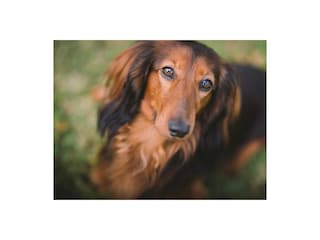 Kleine und gut erzogene Hunde willkomen