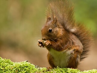 Chalet Nunspeet Ambiente 13