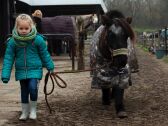 Horses on the park