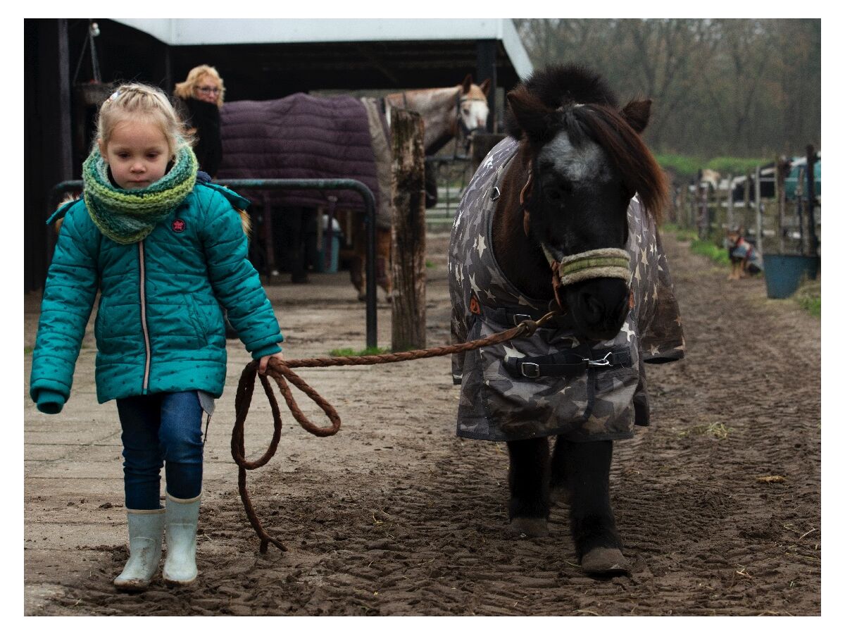 Horses on the park