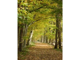 beautiful hiking trails in the forest