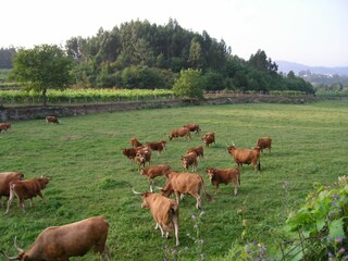 Maison de vacances Ponte da Barca Équipement 13