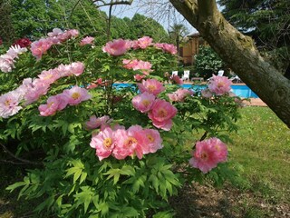 Ferienhaus Faenza  38