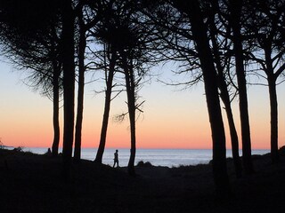 Strand am Pinienwald