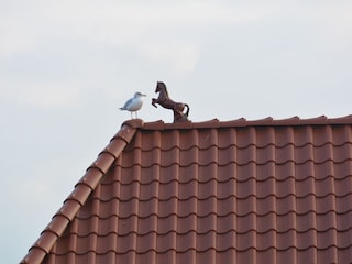 Möwe auf dem Nachbardach