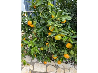 Appartamento Medulin Registrazione all'aperto 11