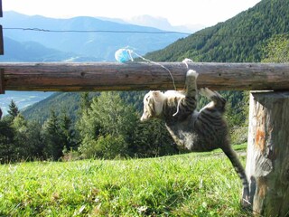 Tiere erleben am Perlungerhof