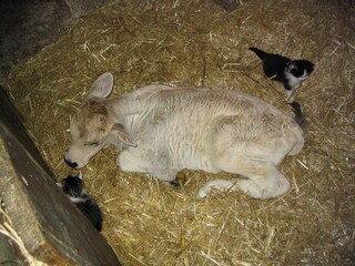 Appartamento per vacanze Brixen Ambiente 15