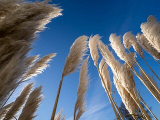 Ferienwohnung St. Peter-Ording Außenaufnahme 20