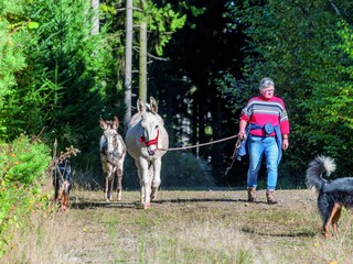 Vakantiehuis Freiamt Omgeving 22