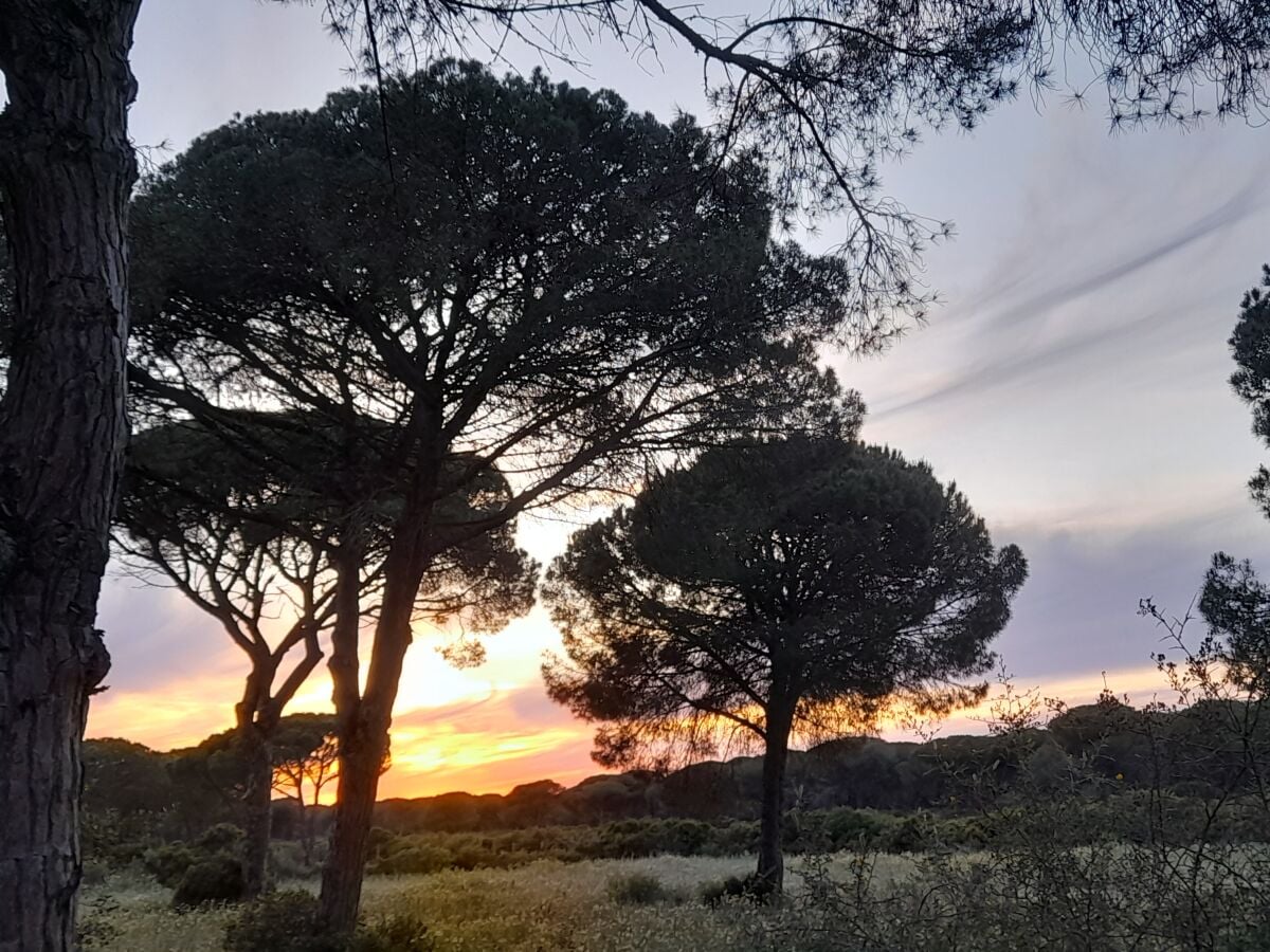 Sonnenuntergang im Pinienwald