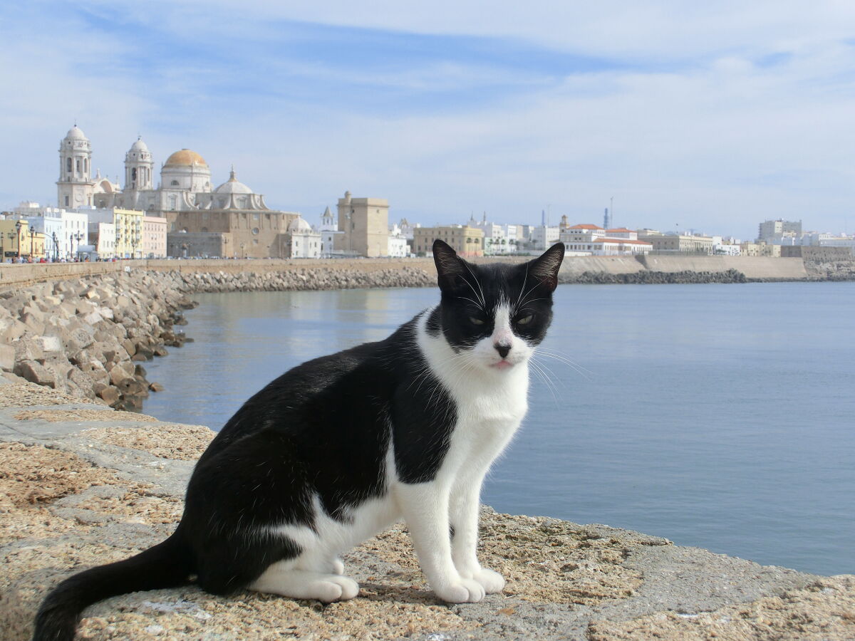 Tierische Stadtansicht von Cádiz