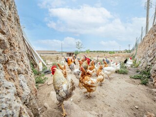 Maison de vacances Ses Covetes Environnement 27