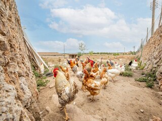 Maison de vacances Ses Covetes Environnement 32