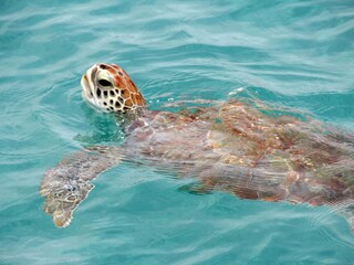 swim with turtles in their natural habitat