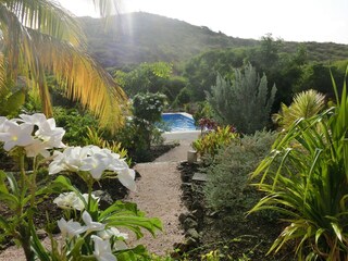 luscious tropical garden