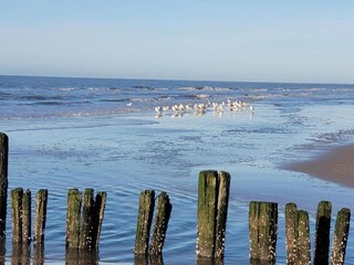 Appartement Bergen aan Zee Environnement 37
