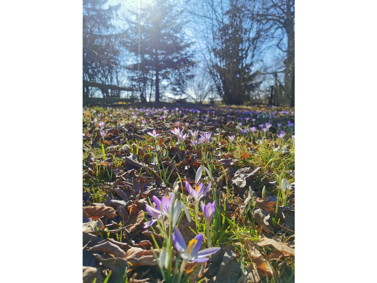 Frühling auf Bloomenhof