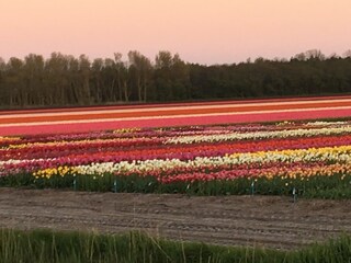 Vakantiehuis Julianadorp Omgeving 20