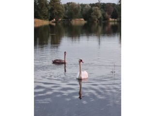 Schwan mit Junges